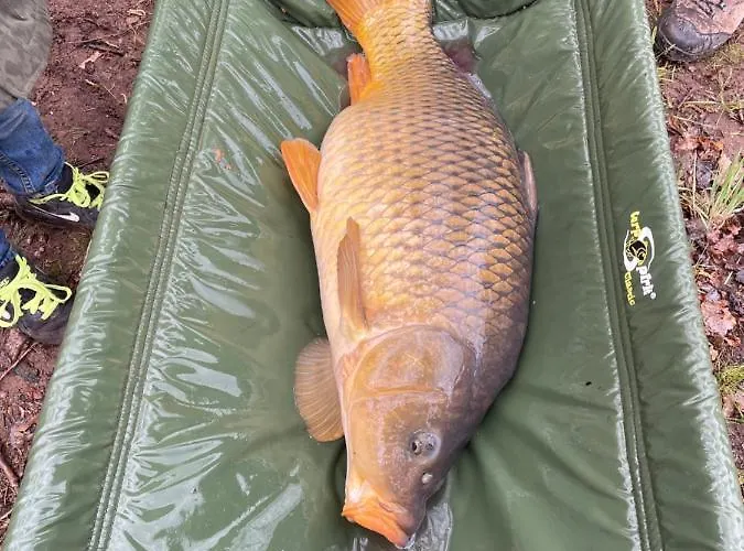 Du Vieux Morat * Saint-Bonnet-Tronçais